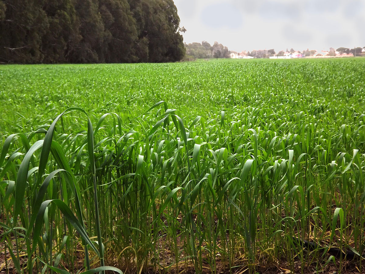 חדרה תיכון טכנולוגי נעמת חדרה